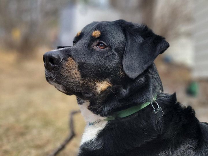 chinook dog